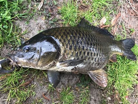 鯉 種類 野生|コイの特徴・見分け方 ｜ 写真から探せる魚図